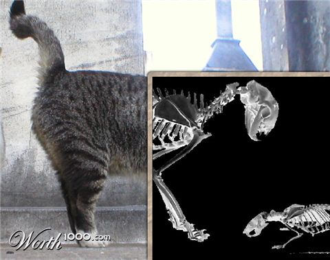 Photoshop Design by Silverhair1960