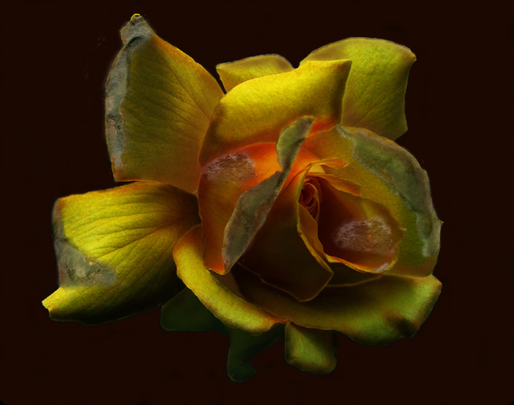 Photoshop Design by EyEars for DesignCrowd (Community Contests) | Design #9058835