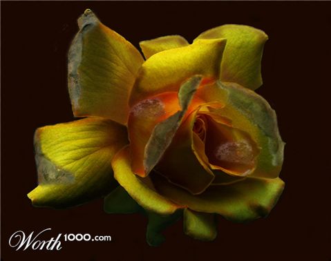 Photoshop Design by EyEars