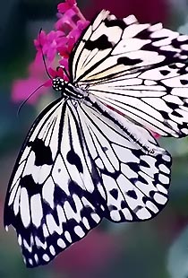 Photography by ALS14213 for DesignCrowd (Community Contests) | Design #9057891