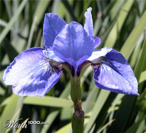 Photography by miarose59