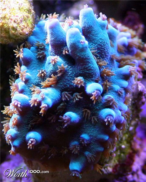 Photography by bigbucho