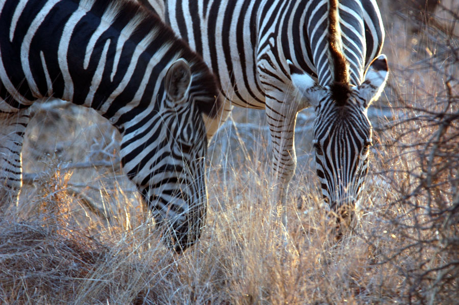 Photography by jezbod for DesignCrowd (Community Contests) | Design #9058056