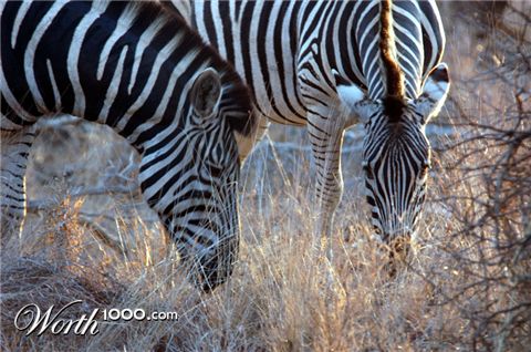 Photography by jezbod