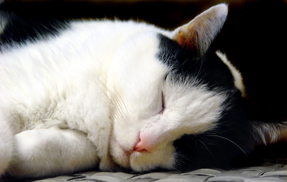 Photography by Meesch for DesignCrowd (Community Contests) | Design #9057997