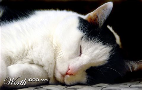 Photography by Meesch