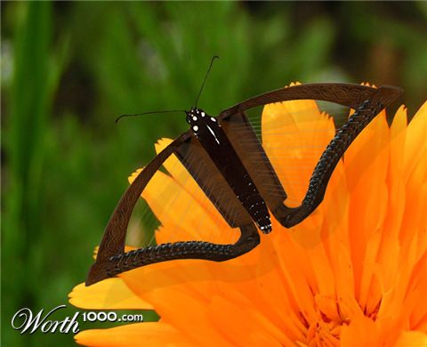 Photoshop Design by kobra150