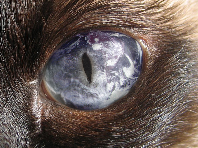 Photoshop Design by whitebread1440 for DesignCrowd (Community Contests) | Design #9050287