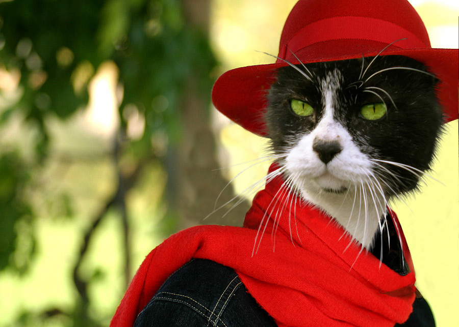 Diseño de Photoshop por EyEars para DesignCrowd (Community Contests) | Diseño #9050265