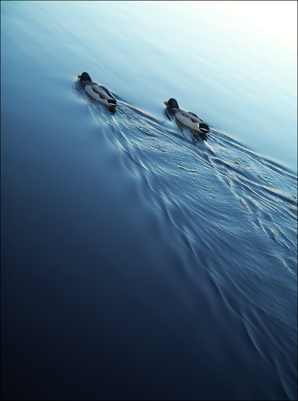 Photography by meerkat2 for DesignCrowd (Community Contests) | Design #9056781