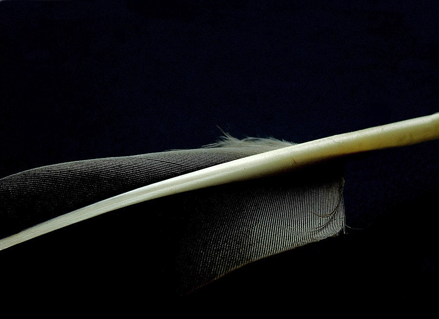 Photography by ruxa2na for DesignCrowd (Community Contests) | Design #9048469