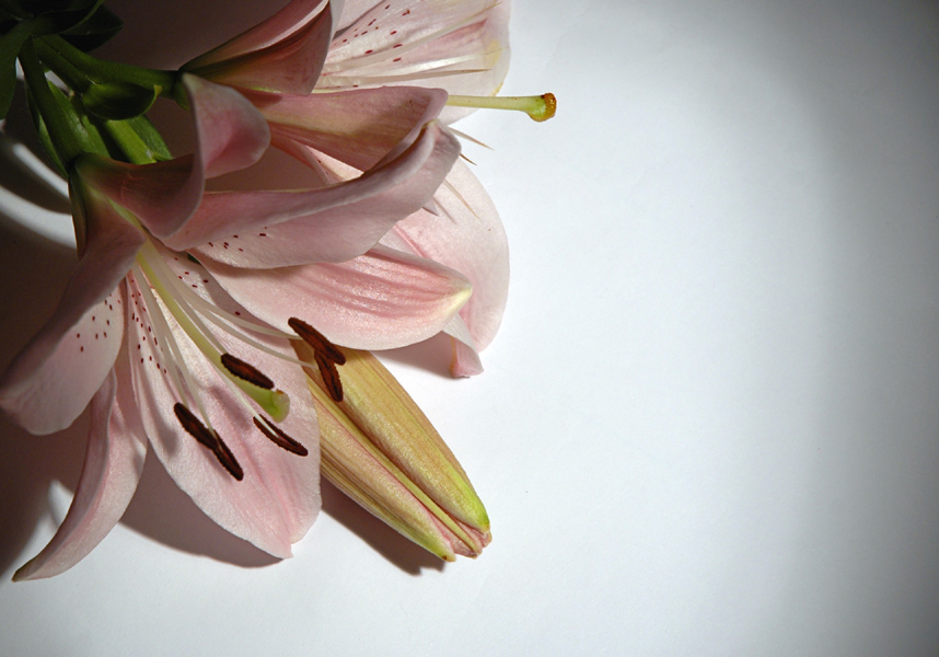 Fotografie von kimbomac für DesignCrowd (Community Contests) | Design #9048457