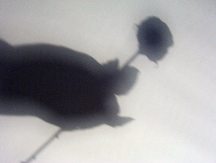 Photography by babydoll3410 for DesignCrowd (Community Contests) | Design #9048552