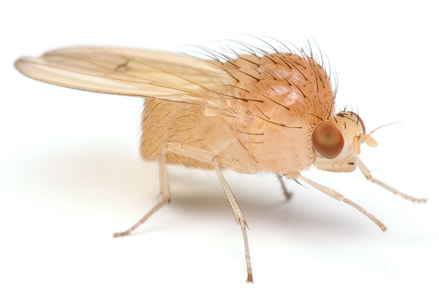 Design Photoshop par Juliette69 pour DesignCrowd (Community Contests) | Design #9056861