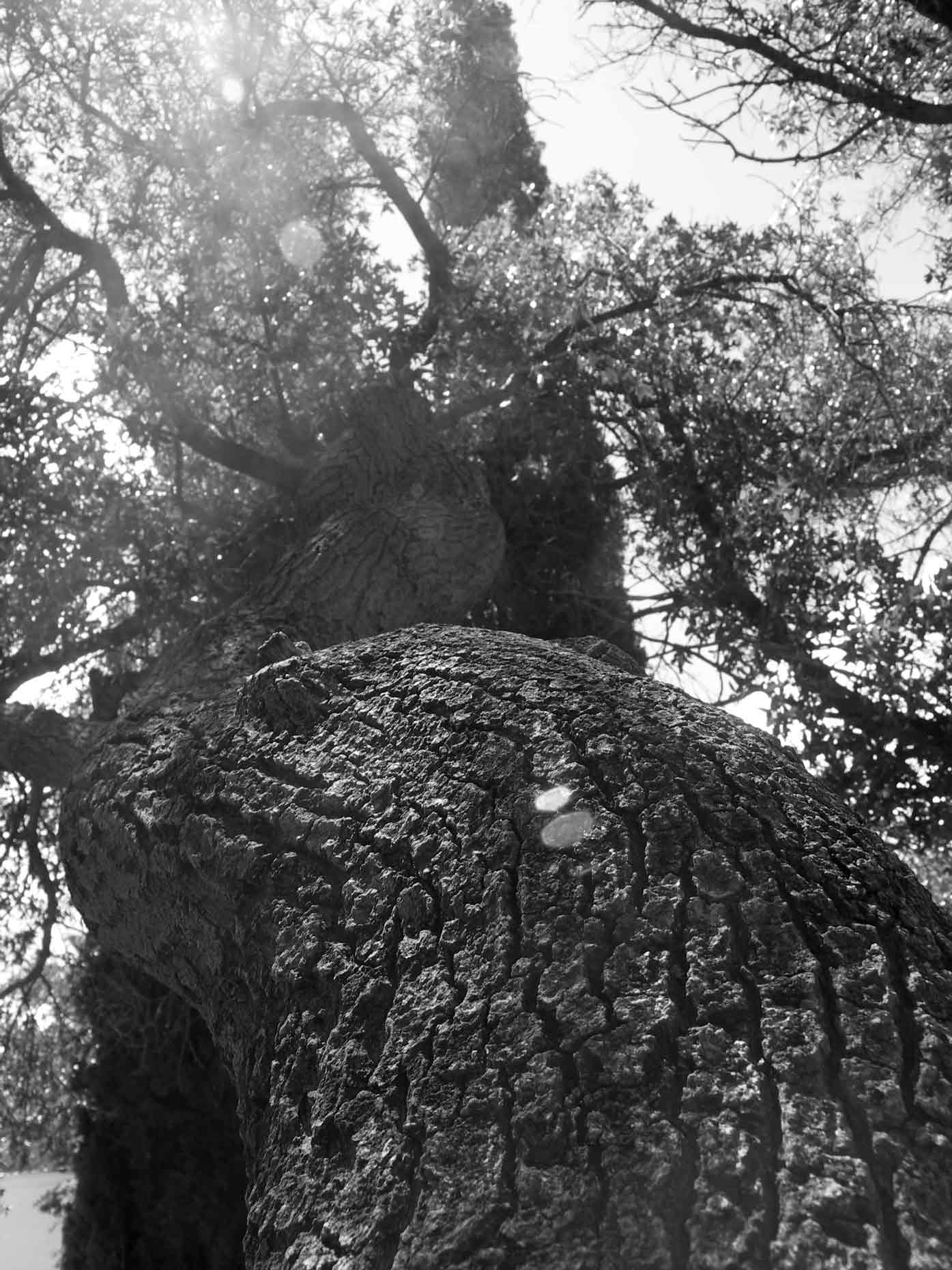 Photography by SpeakingOfAmethyst for DesignCrowd (Community Contests) | Design #9055701