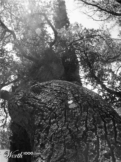 Photography by SpeakingOfAmethyst