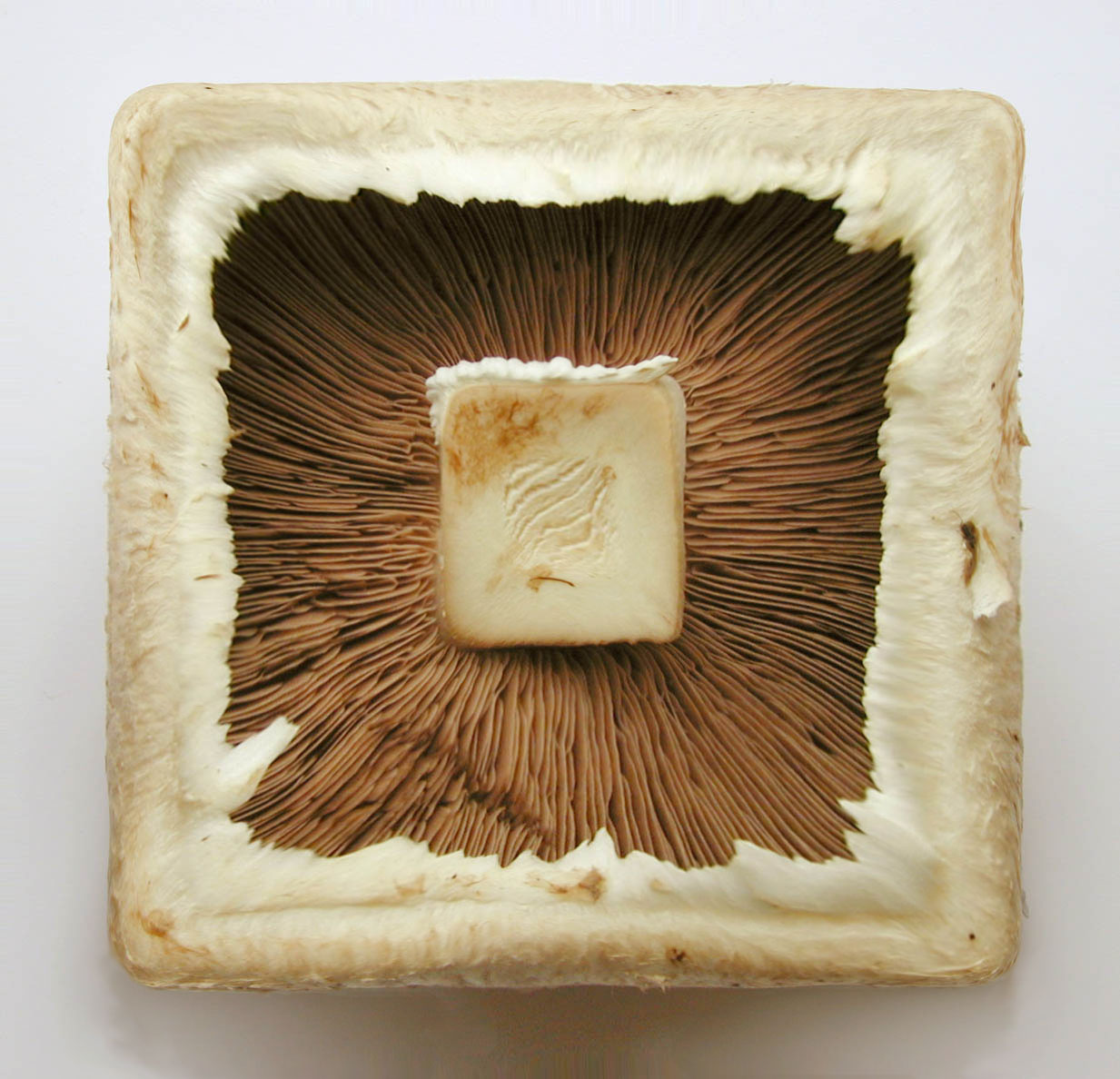 Design Photoshop par SpeedofDark pour DesignCrowd (Community Contests) | Design #9056794