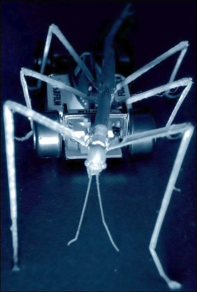 Photography by Isabella2006 for DesignCrowd (Community Contests) | Design #9057104