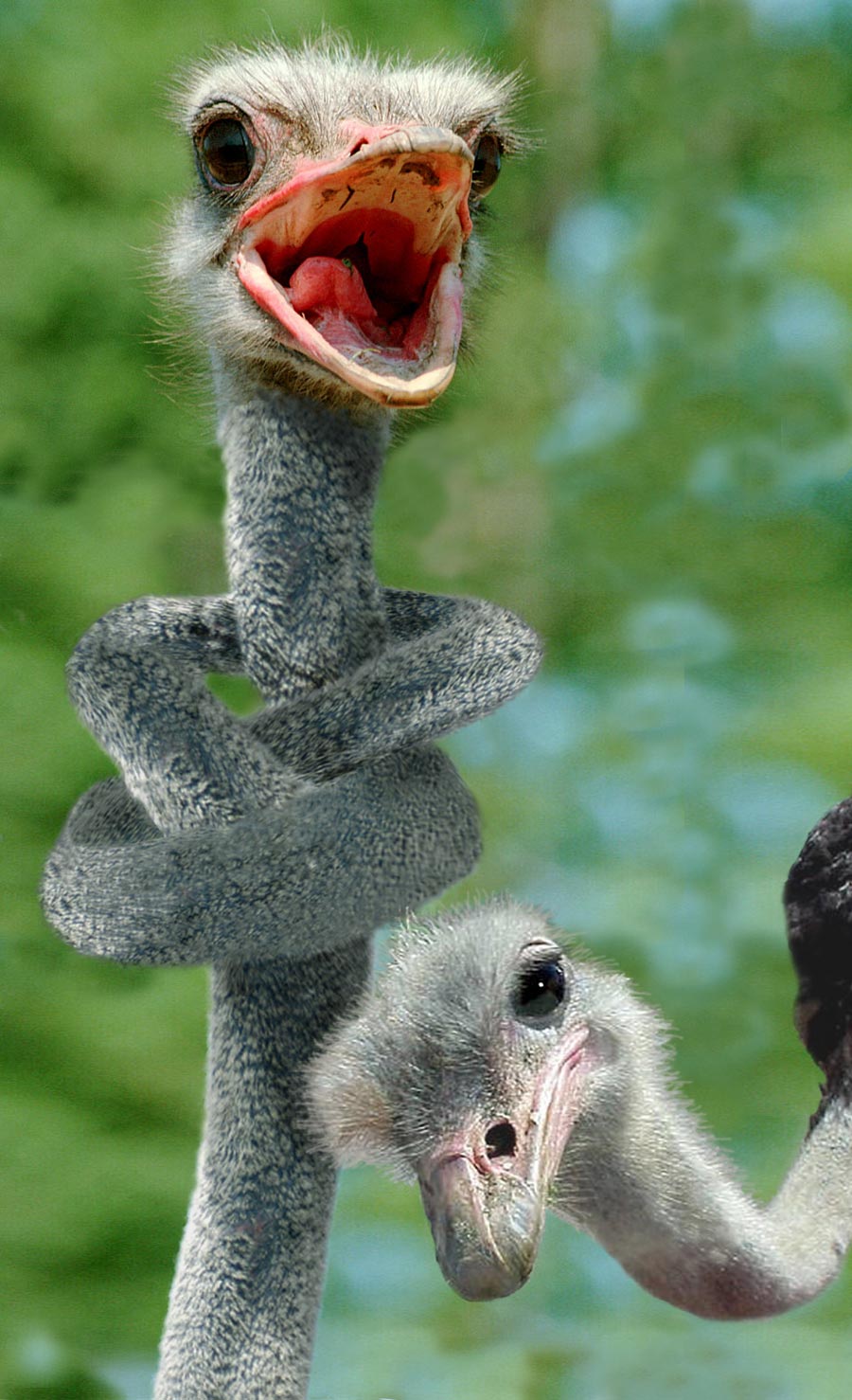 Diseño de Photoshop por EyEars para DesignCrowd (Community Contests) | Diseño #9062606