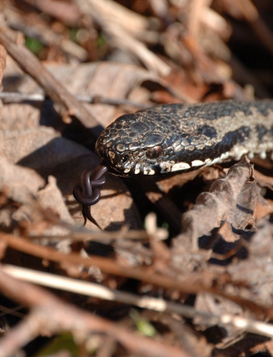 Diseño de Photoshop por redcard para DesignCrowd (Community Contests) | Diseño #9062613