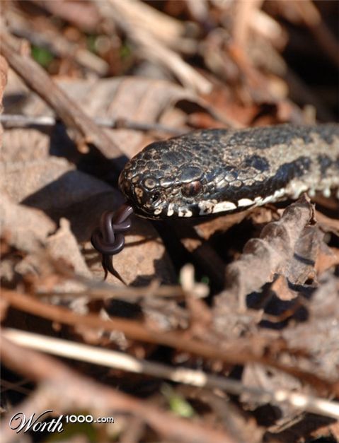 Photoshop Design by redcard