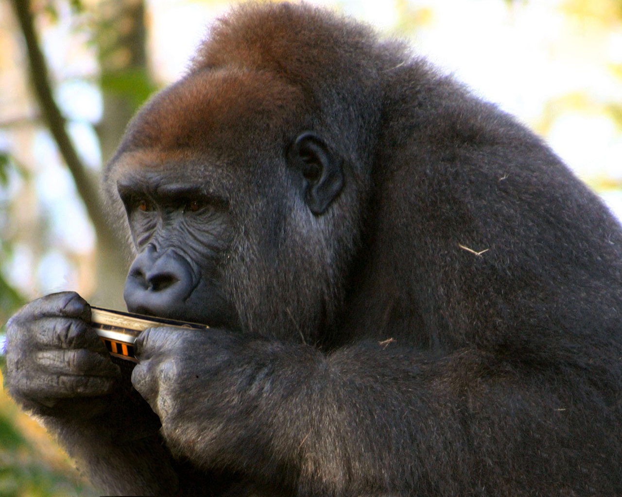 Photoshop Design by howlettn for DesignCrowd (Community Contests) | Design #9057738