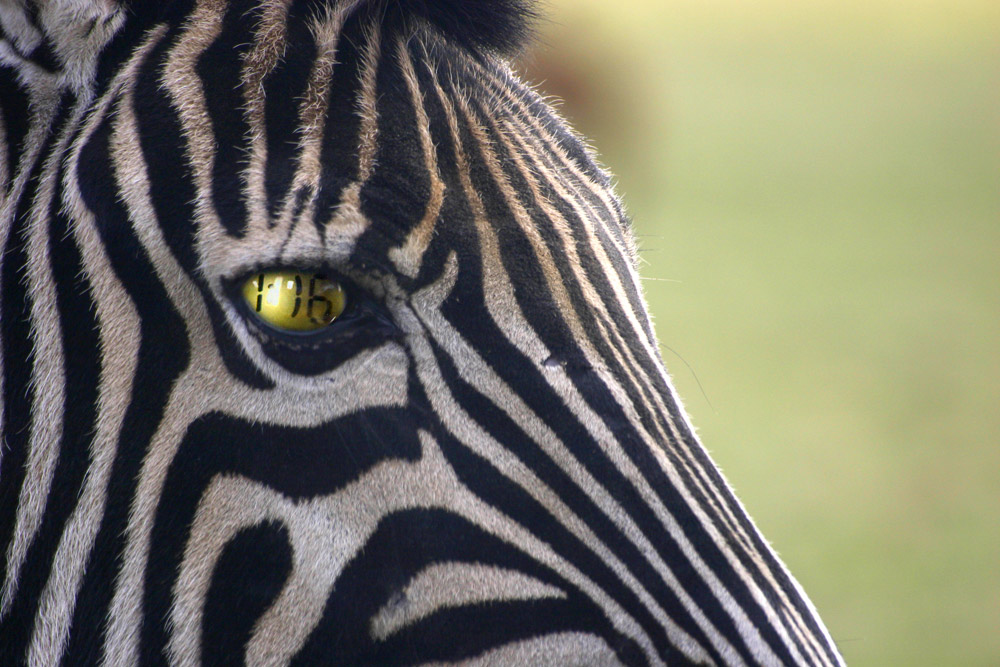 Photography by MrNelson for DesignCrowd (Community Contests) | Design #9057125