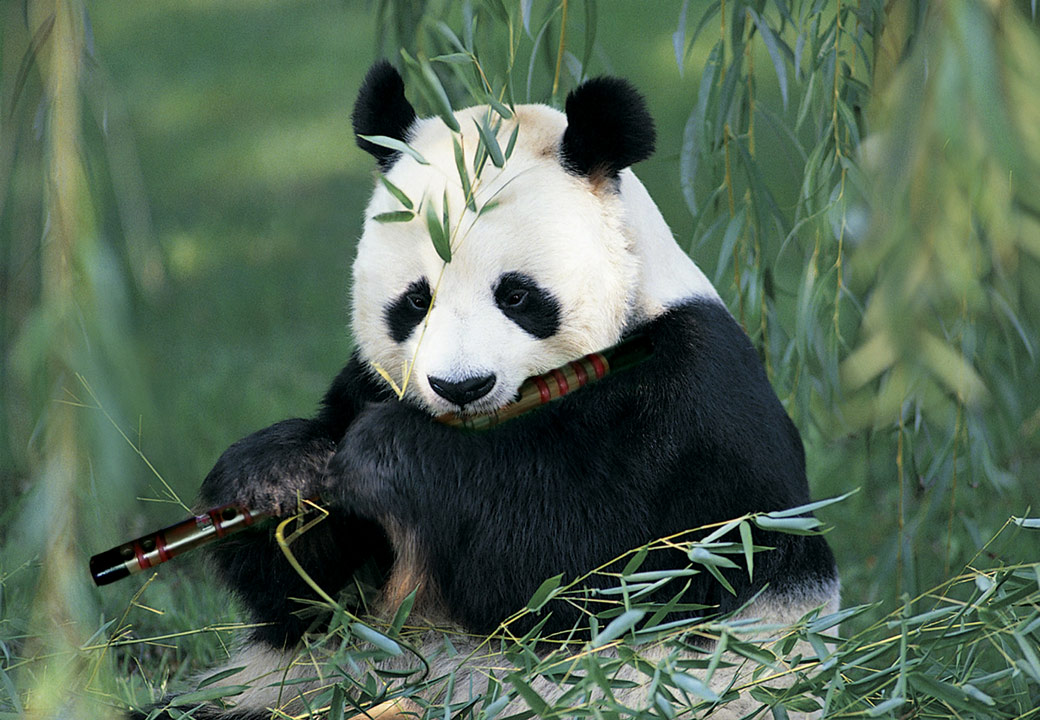 Photoshop Design by pacifico for DesignCrowd (Community Contests) | Design #9058057