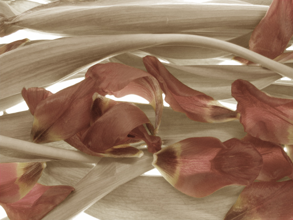 Fotografie von Flibble für DesignCrowd (Community Contests) | Design #9060288