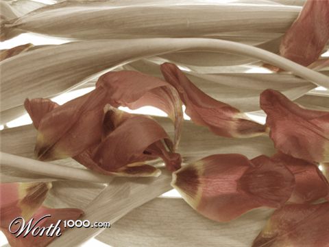 Photography by Flibble