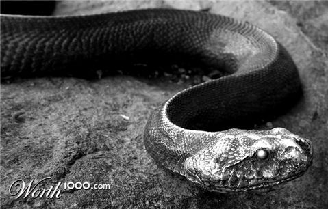 Photography by mennufer