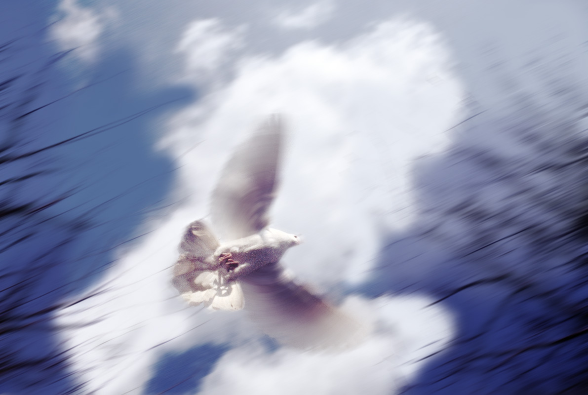 Photoshop Design by A1A1L1O1A1A1M2 for DesignCrowd (Community Contests) | Design #9064864