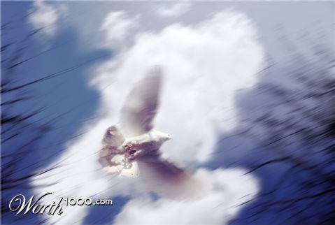 Photoshop Design by A1A1L1O1A1A1M2