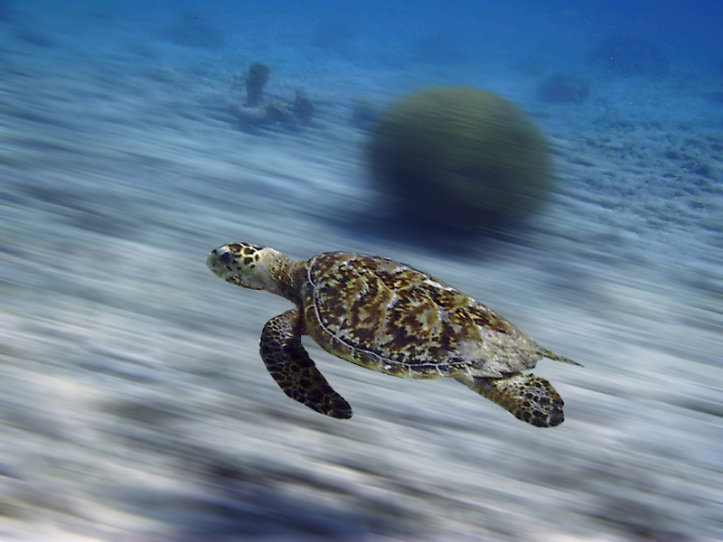 Photoshop Design by whezker for DesignCrowd (Community Contests) | Design #9064871