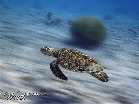 Photoshop Design by whezker