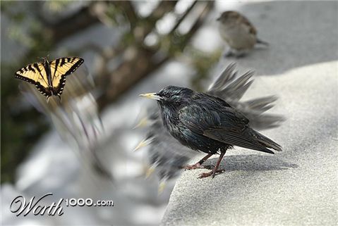 Photoshop Design by MisjaKlimov