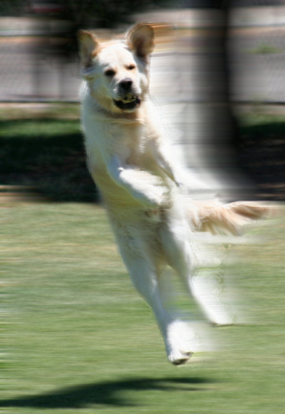 Photoshop Design by Silverhair1960 for DesignCrowd (Community Contests) | Design #9065074