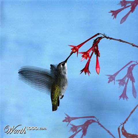 Photoshop Design by coltostallion