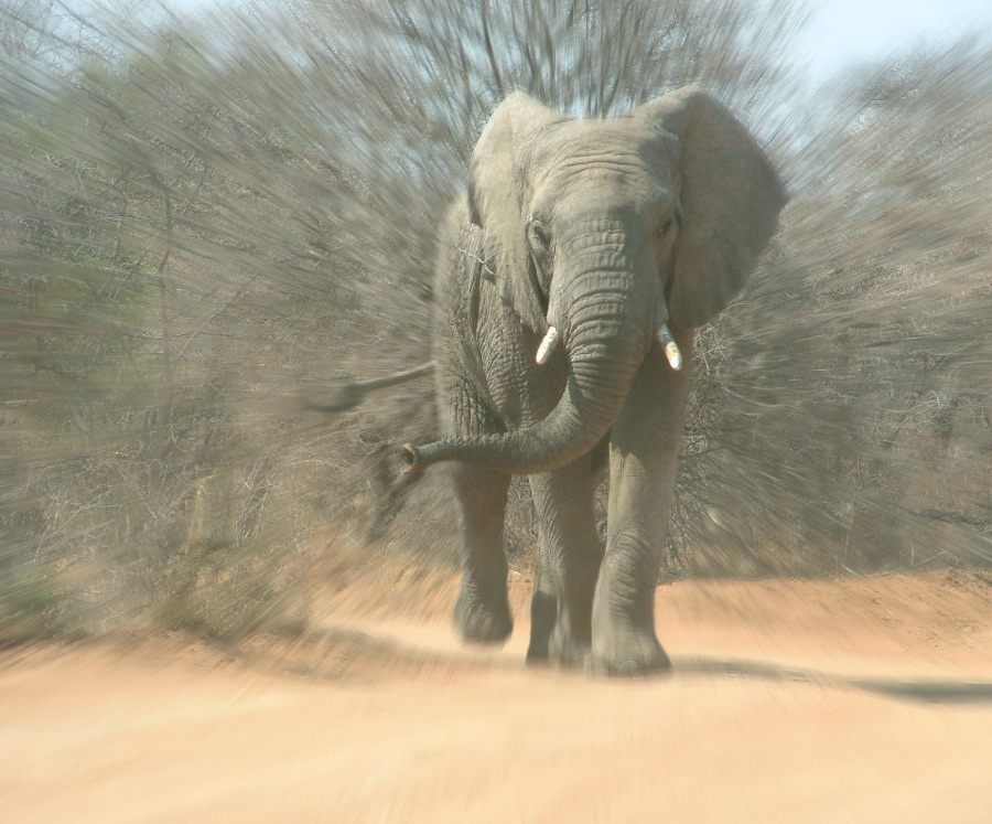 Photoshop Design by Ruciaa for DesignCrowd (Community Contests) | Design #9065196