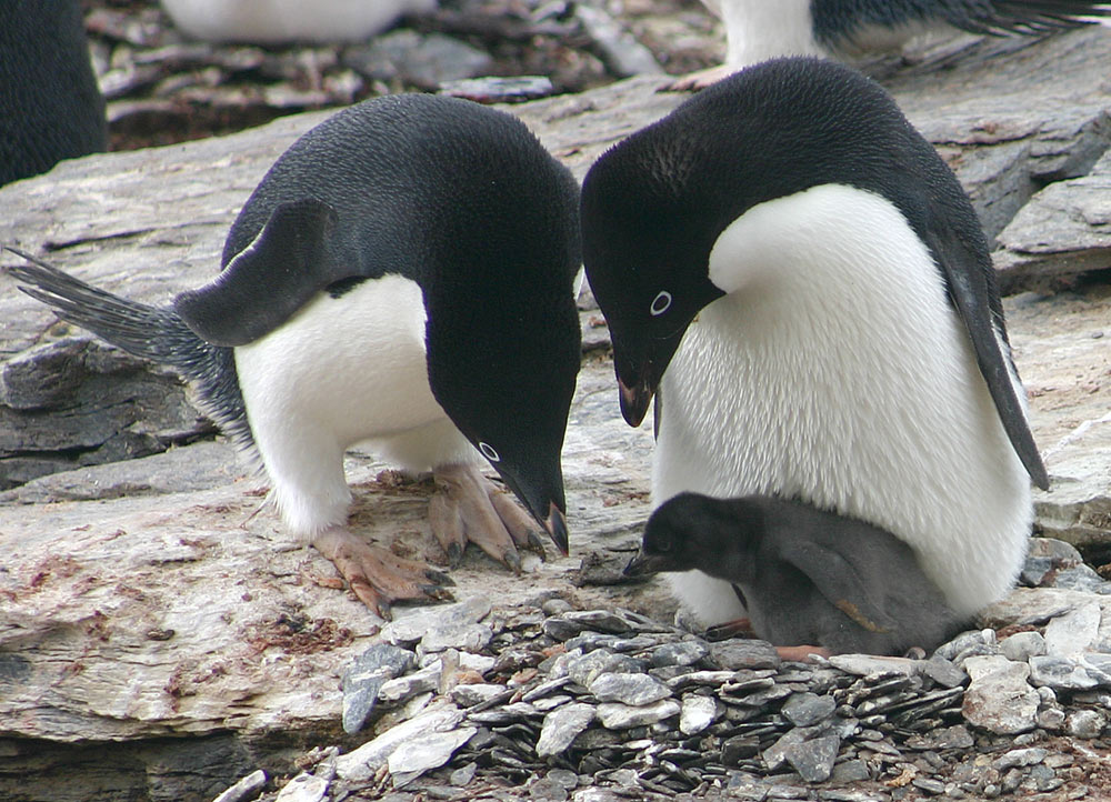 Fotografía por imagex para DesignCrowd (Community Contests) | Diseño #9044817