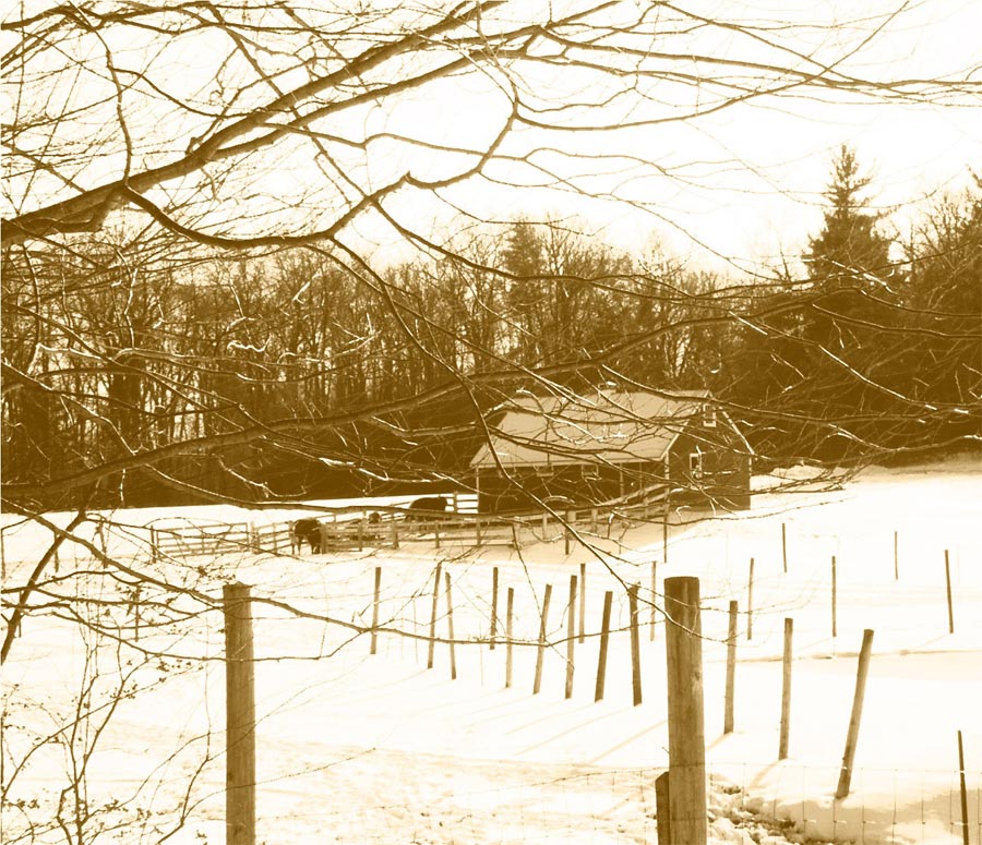 Fotografía por miarose59 para DesignCrowd (Community Contests) | Diseño #9060438