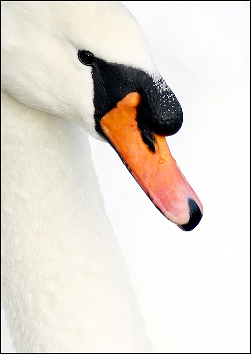 Fotografie von SigloV für DesignCrowd (Community Contests) | Design #9063149