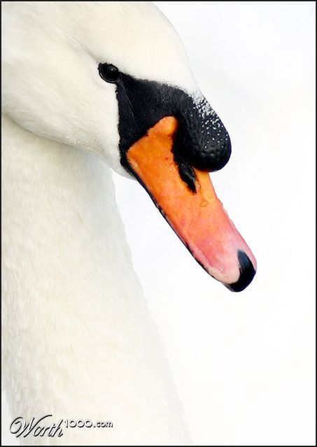 Photography by SigloV