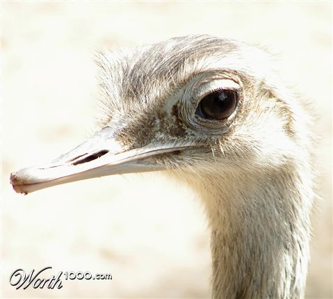 Photography by Rouwkema