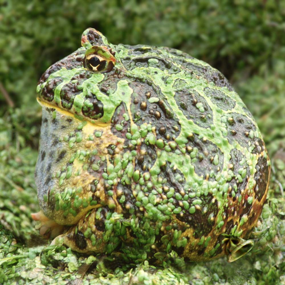 Design Photoshop par Fedorov pour DesignCrowd (Community Contests) | Design #9056323