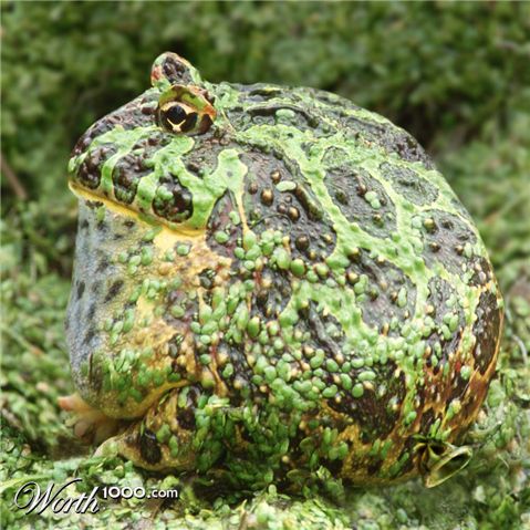 Photoshop Design by Fedorov