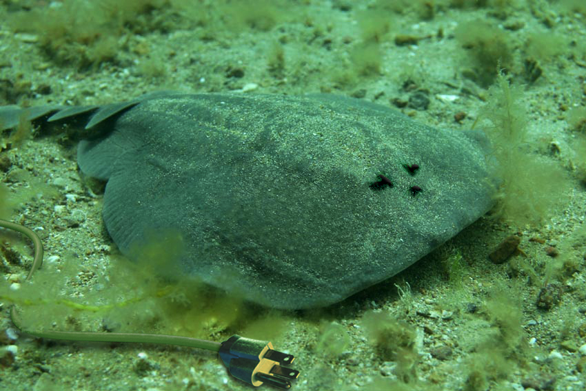 Photoshop Design by deqr00 for DesignCrowd (Community Contests) | Design #9054136