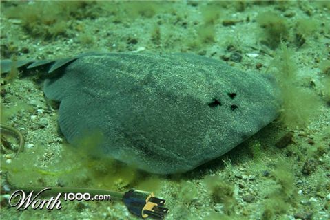 Photoshop Design by deqr00