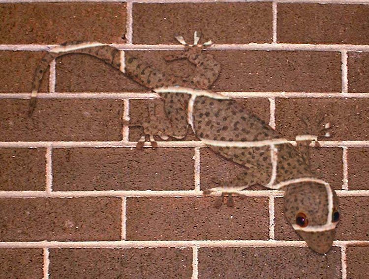 Photoshop Design by godzillatemple for DesignCrowd (Community Contests) | Design #9054152