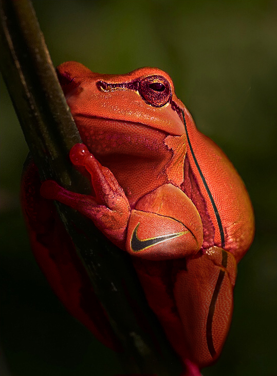 Design Photoshop par Dziedzic pour DesignCrowd (Community Contests) | Design #9054252